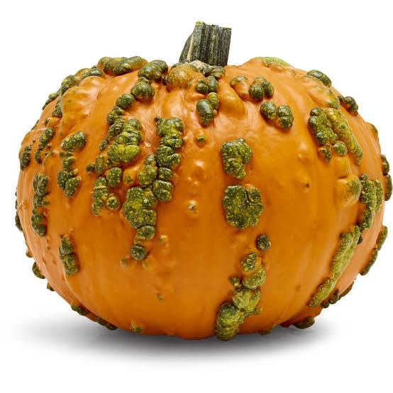 Halloween Warty Goblin Pumpkin Whole Each | The Nature Spot