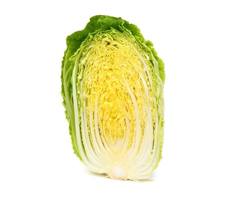 Chinese Cabbage The Nature Spot Chinese Cabbage The Nature Spot